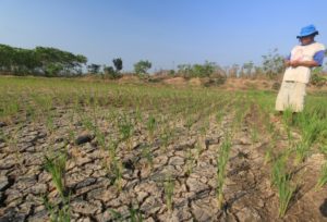 Musim Kemarau, 80 Desa di Pamekasan Berpotensi Terdampak Kekeringan