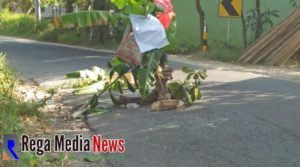 Jalan Jalur Sampang – Ketapang Berlubang, Warga Tanami Pohon Pisang