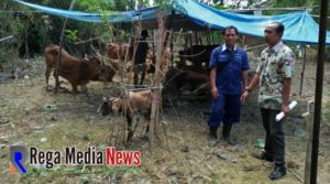 Dinsos Sampang Salurkan 105 Hewan Qurban