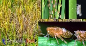 Dinas Pertanian Imbau Petani di Sampang Waspada Hama Wereng Coklat