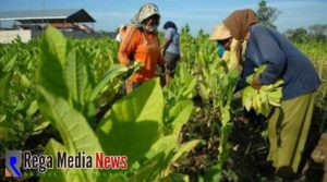 Ketua P2KT Sumenep: Lindungi Petani Tembakau, Perlu Perda Patokan Harga Minimum