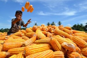 Target Produksi Tanam Jagung Di Sumenep Meningkat, Dispertahotbun Siapkan Program Ini