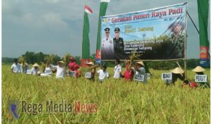 Produksi Padi Meningkat, Bupati Bersama OPD Kabupaten Sampang Gelar Panen Raya