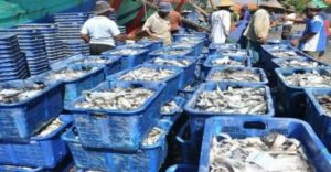 Tahun 2018 Produksi Ikan Laut di Pamekasan Cenderung Menurun, Ini Komentar DPR