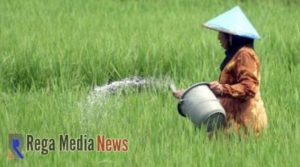 Perubahan Iklim Di Pamekasan Memicu Musim Tanam Bergeser, Petani Butuh Pendampingan