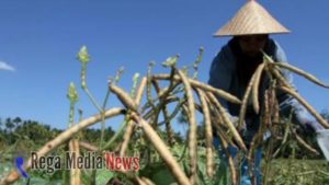 Petani di Sumenep Enggan Tanam Kedelai