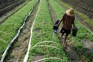 Curah Hujan Menurun, Petani di Sumenep Mulai Tanam Benih Tembakau