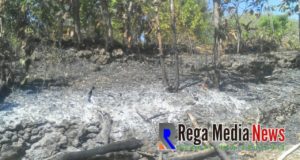 Kena Percikan Api, Dua Lahan Kayu Jati Di Desa Gunung Maddah Hangus Terbakar