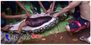 Ngeri, Wanita ini ditelan Ular Jenis Piton Sepanjang 7 Meter
