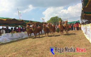 Lestarikan Wisata Budaya di Madura, Disporabudpar Kabupaten Sampang Gelar Kontes Sapi Sonok