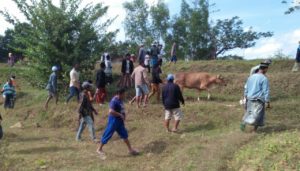 Dibantu Warga, Sapi Hilang Di Torjunan Sampang Berhasil Ditemukan