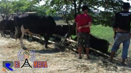 Pedagang sapi qurban saat berada di lokasi tempat penjualan hewan qurban.