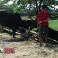 Pedagang sapi qurban saat berada di lokasi tempat penjualan hewan qurban.