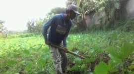 Bapak Arfan Petani Talas Jepang di Kabupaten Gowa Sulawesi Selatan
