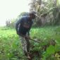 Bapak Arfan Petani Talas Jepang di Kabupaten Gowa Sulawesi Selatan