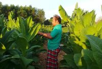 Petani di Pamekasan saat sedang melihat tembakau yang hampir panen.