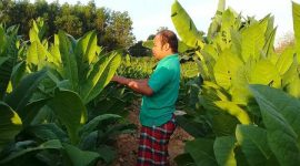 Petani di Pamekasan saat sedang melihat tembakau yang hampir panen.