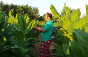 Petani Tembakau Pamekasan Berharap Bisa Meraup Hasil Lebih