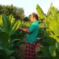 Petani di Pamekasan saat sedang melihat tembakau yang hampir panen.