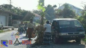 Warga Pragaan Sumenep Tanam Pohon Pisang Dijalan