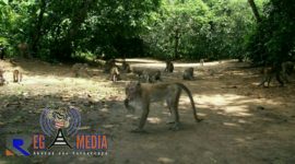 Lokasi wisata kera Nepa di Desa Nepa, Kecamatan Banyuates, Sampang, Madura.