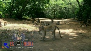 Disporabudpar Sampang Ajukan Destinasi Wisata Hutan Kera Nepa Ke Ajang Anugerah Pariwisata Pemprov Jatim