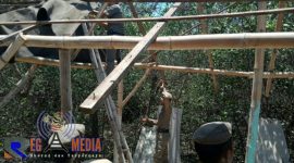 Petugas Satpol PP saat membongkar rumah proatitusi di Dusun Sumber Otok, Desa Taddan, Kecamatan Camplong, Sampang.