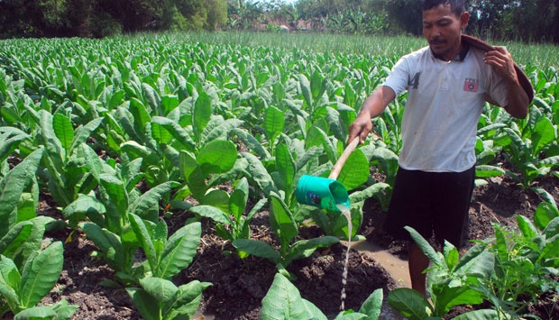 Tembakau Petani di Sumenep Ada Yang Belum Terserap