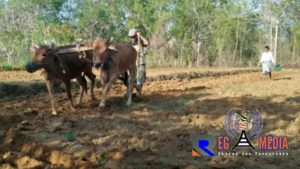 Ongkos Bajak Mesin Capai 600 Ribu, Petani di Sampang Pilih Gunakan Sapi