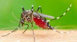 Jenis nyamuk Aedes aegypti.