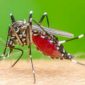 Jenis nyamuk Aedes aegypti.