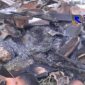 Sisa puing - puing kandang sapi milik Sawali setelah hangus terbakar.