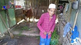 Misdin, warga Desa Gunung Maddah, Sampang, Madura, yang hidup seatap dengan se ekor sapi.