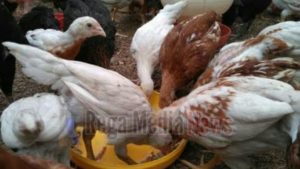 Rawan Tak Tepat Sasaran, Data Penerima Bantuan Ayam Joper Tak Jelas