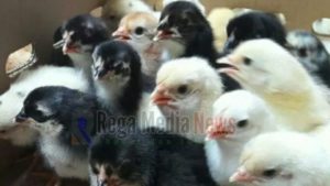 Dinsos Bangkalan Meragukan Data Penerima Ayam Joper