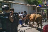 Satu ekor sapi yang hilang milik warga Desa Pandanwangi ditemukan Satgas Keamanan Jatigono.