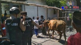 Satu ekor sapi yang hilang milik warga Desa Pandanwangi ditemukan Satgas Keamanan Jatigono.