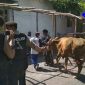 Satu ekor sapi yang hilang milik warga Desa Pandanwangi ditemukan Satgas Keamanan Jatigono.