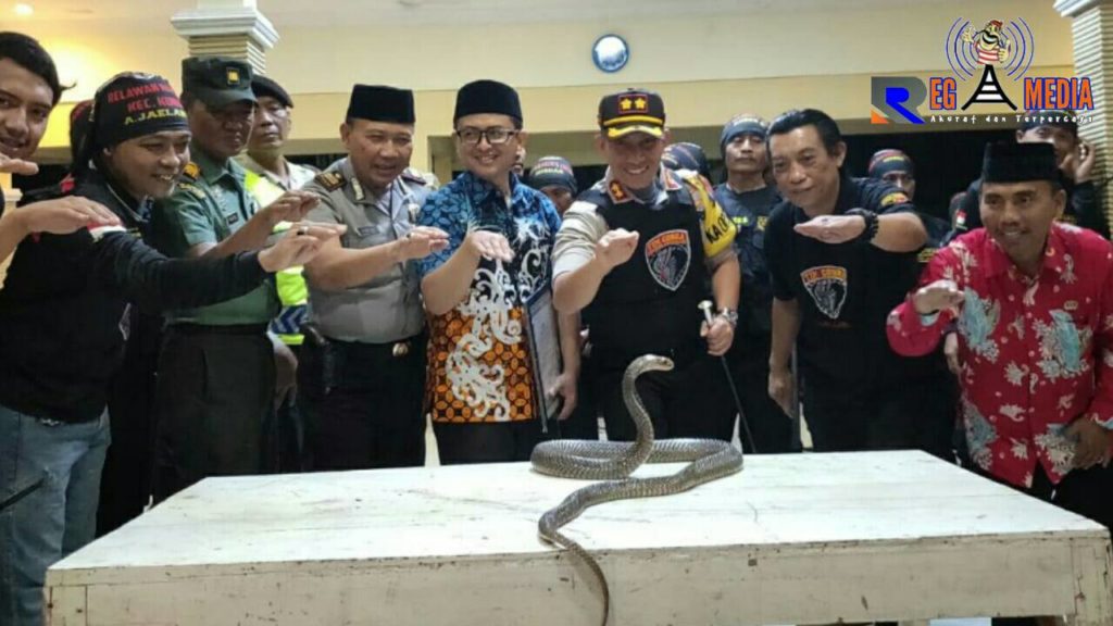 Tim Cobra Ketemu Cobra Aslinya, Arsal: Saya Takut Dipatuk