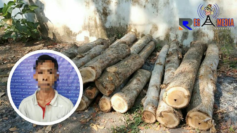 Tersangka HS dan barang bukti kayu saat diamankan petugas kepolisian.