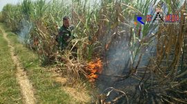Anggota Koramil 16/Jaken mencoba memadamkan api yang melalap lahan tebu.