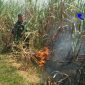 Anggota Koramil 16/Jaken mencoba memadamkan api yang melalap lahan tebu.