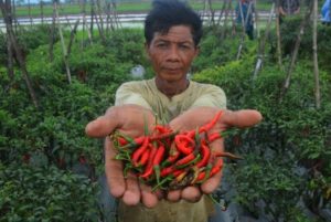 Petani di Sampang Keluhkan Harga Cabe Rawit Anjlok