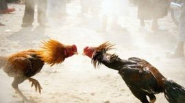 ilustrasi sabung ayam