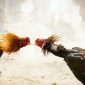 ilustrasi sabung ayam