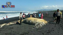Warga mulai memadati dan melihat ikan paus yang terdampar di Pantai Bambang, Pasirian, Lumajang.