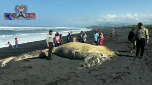 Ikan Paus Raksasa Terdampar Di Pantai Bambang Lumajang