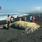 Warga mulai memadati dan melihat ikan paus yang terdampar di Pantai Bambang, Pasirian, Lumajang.