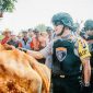 Kapolres Lumajang (AKBP M. Arsal Sahban) pimpin langsung Tim Cobra sidak ke pasar sapi (pasar pathok).