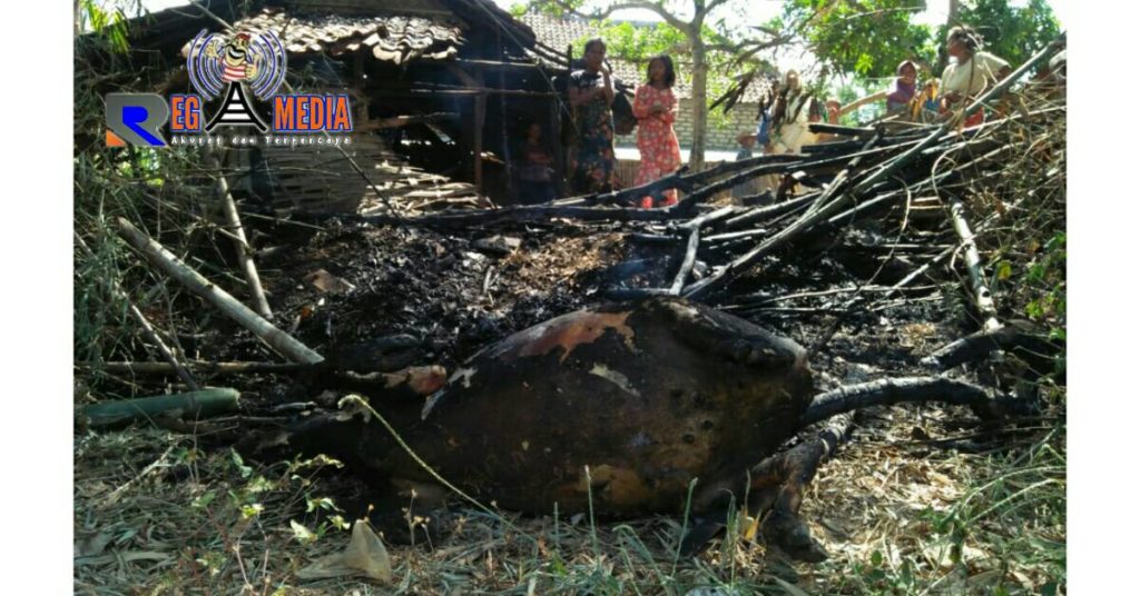 Kebakaran, Sapi Milik Warga Torjunan Sampang Mati Terpanggang